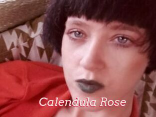 Calendula_Rose