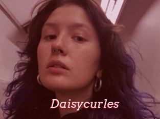 Daisycurles